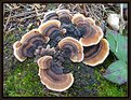 Picture Title - Fungal Patterns