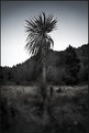 Picture Title - Cabbage Tree