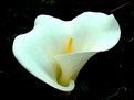 Picture Title - Arum number 2