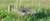 Marmotta