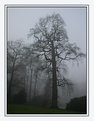 Picture Title - Misty Trees
