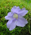 Picture Title - Blue Alamanda