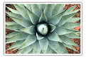 Picture Title - Agave Plant