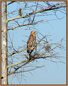 Picture Title - Little Red Shouldered Hawk