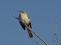 Picture Title - Eastern Mocking Bird