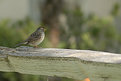 Picture Title - Neighborhood Bird