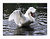 Streching Swan