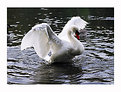 Picture Title - Streching Swan