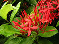 Picture Title - Ixora