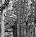 Picture Title - Kaktus #2