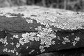 Picture Title - Lichen