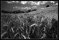 Picture Title - Fields