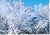 Frosty Sagebrush