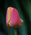 Picture Title - Tulip