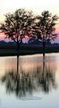 Picture Title - two trees