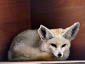 Picture Title - Arabian Fox