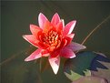 Picture Title - water lily