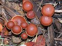 Picture Title - A Fungus Among Us