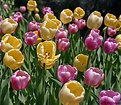 Picture Title - Revisiting the tulips