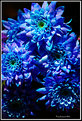 Picture Title - The blue flower