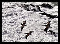 Picture Title - Pelicans in Ground Effect