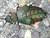 natura meravigliosa