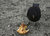 Swedish-Blackthrush