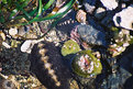 Picture Title - Tidepool Vancouver Island