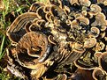 Picture Title - More Fungal Patterns