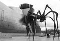 Picture Title - A spider