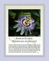 Picture Title - Passion Flower Story