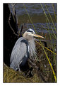 Picture Title - Great Blue Heron