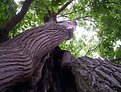 Picture Title - tree trunk