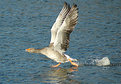 Picture Title - Walking on water