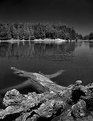 Picture Title - lake and tree