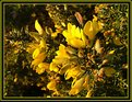 Picture Title - Golden Gorse