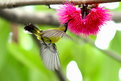 Picture Title - Male Sunbird