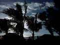 Picture Title - palms