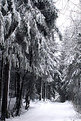 Picture Title - Winter wood