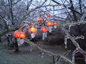 Picture Title - Freezing Rain