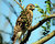 Watchful Hawk