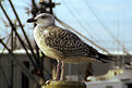 Picture Title - Gull