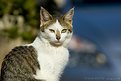Picture Title - Littel Cat