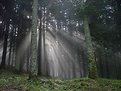 Picture Title - Foresta di Camaldoli