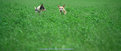 Picture Title - Crop Hounds