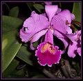 Picture Title - Purple Orchid