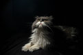 Picture Title - My First Attempt -Cat-