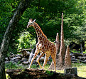 Picture Title - The Giraffe Baby