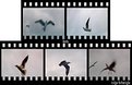 Picture Title - Birds 3