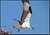 Osprey taking off